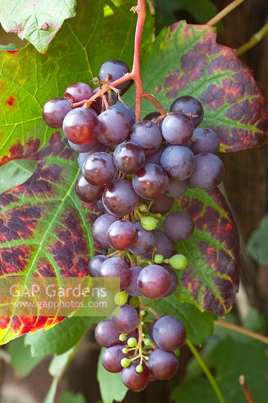Portrait of grapes, Vitis vinifera Glorie van Boskoop, Boskoop Glory 