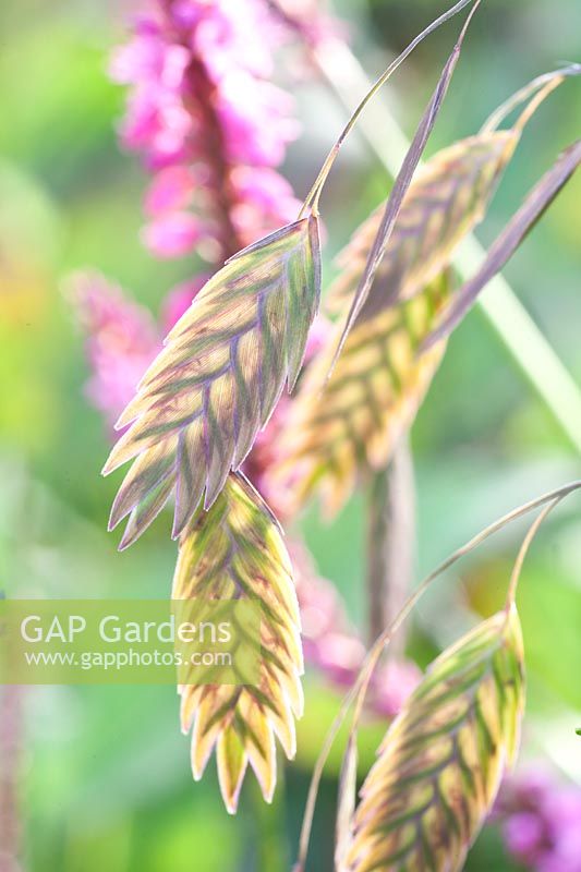 Portrait of flat-eared grass, Chasmanthium latifolium 