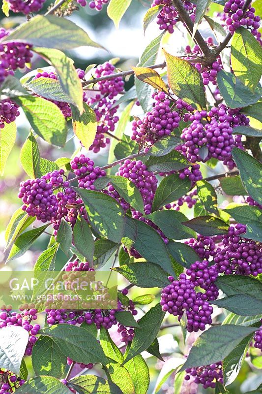 Portrait of berries of Callicarpa bodinieri 