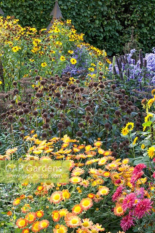 Autumn bed with garden chrysanthemums et alii, Dendranthema Cinderella, Dendranthema Dernier Soleil 
