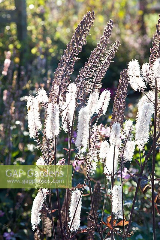 Portrait of Silver Candle, Cimicifuga, Actaea 