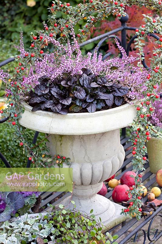 Pot with heather and bugle, Calluna vulgaris Garden Girls, Ajuga Braunherz 