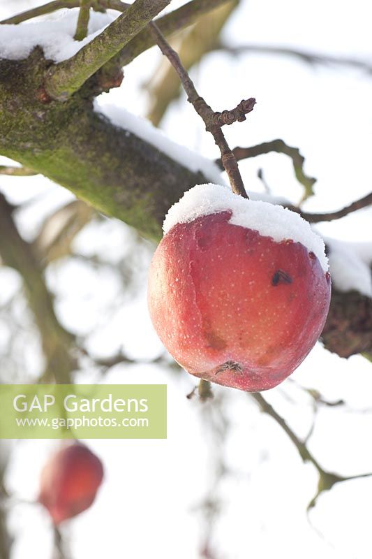 Gloster apple with snow cap, Malus domestica Gloster 