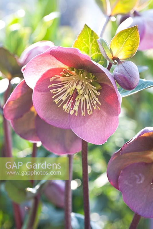 Portrait Lenten rose, Helleborus orientalis Penny's Pink 