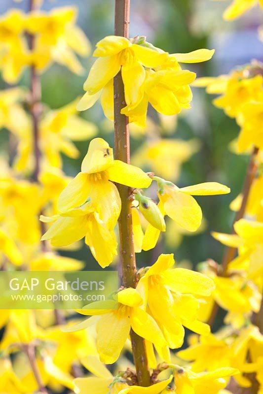 Portrait Forsythia, Forsythia intermedia Weekend 