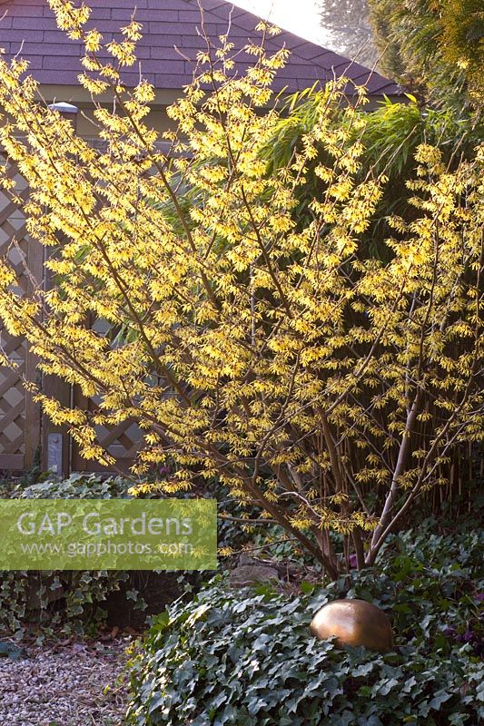 Portrait Witch Hazel, Hamamelis Arnold Promise 