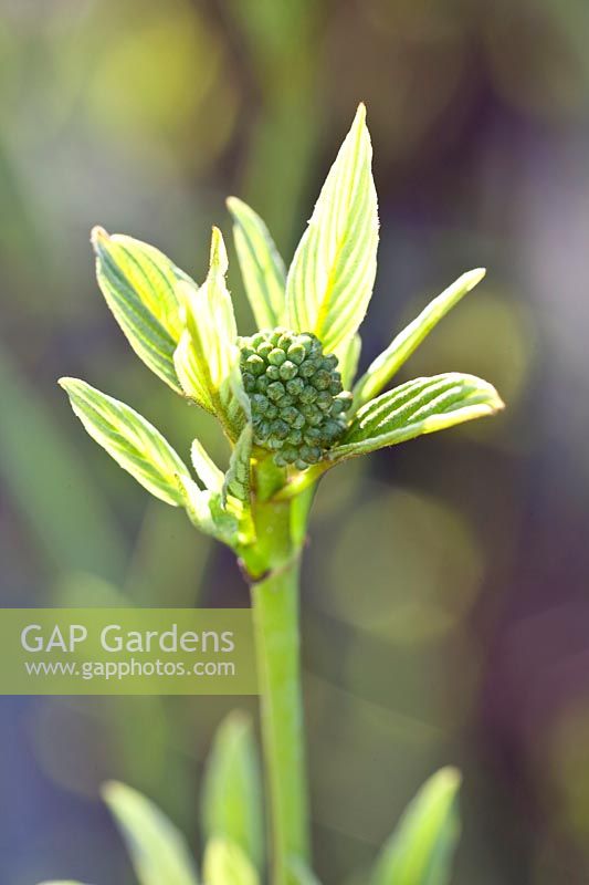 Emerging leaves of Cornus sericea Flaviramea 