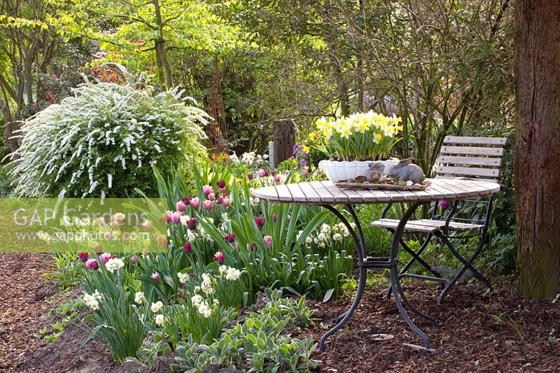 Seating area with Spiraea arguta 