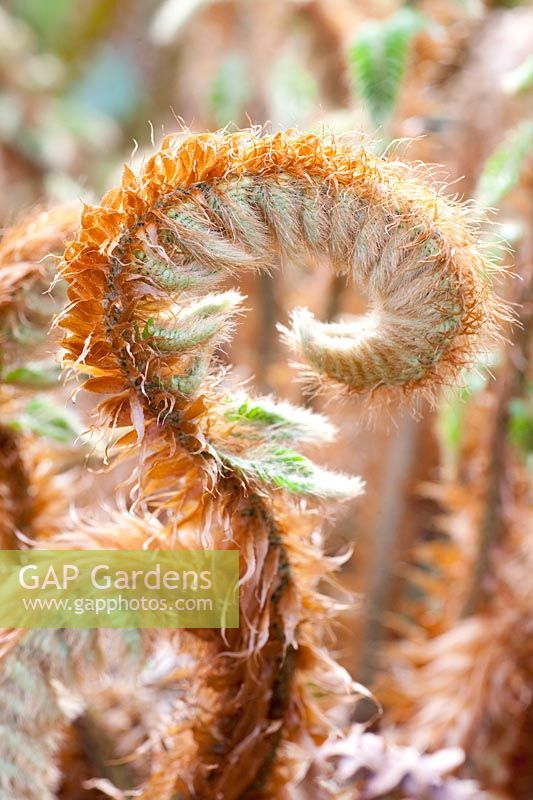 Fern budding 