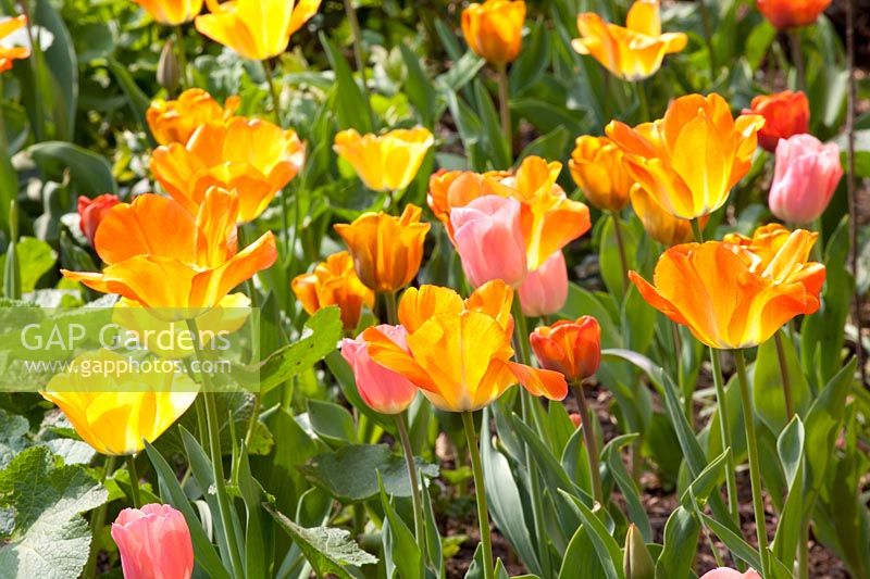 Tulips in orange and pink 