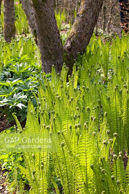 Sprouting Ostrich Fern, Matteuccia struthiopteris 