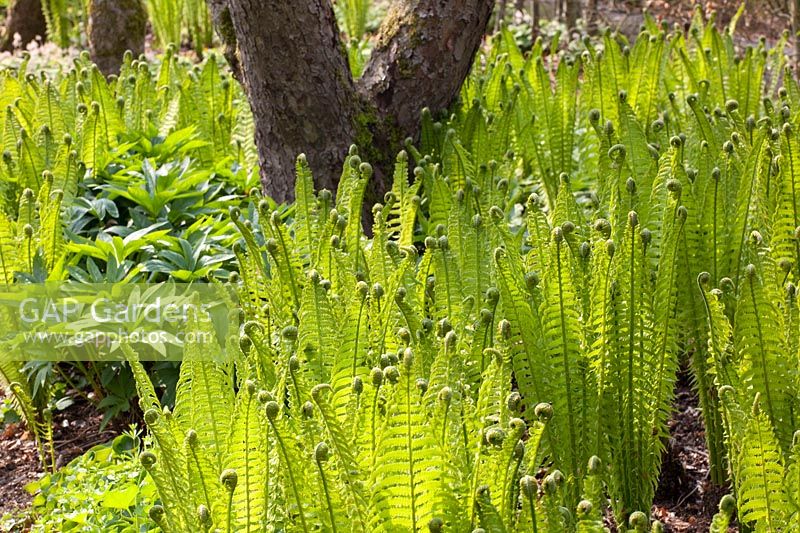 Sprouting Ostrich Fern, Matteuccia struthiopteris 