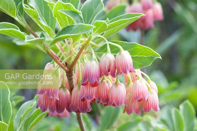 Portrait of Enkianthus campanulatus 