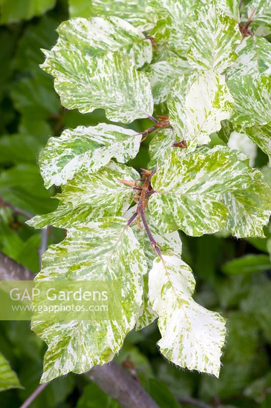 Variegated European beech, Fagus sylvatica Franken 