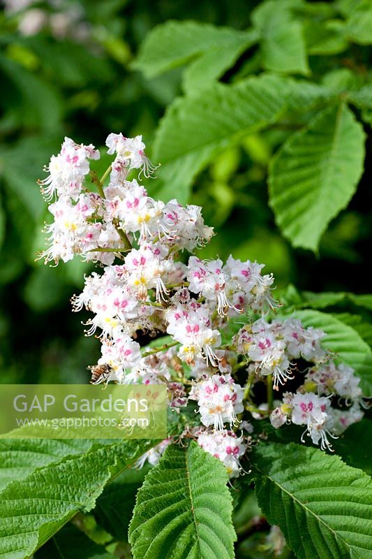 Flower of the horse chestnut, Aesculus hippocastanum 