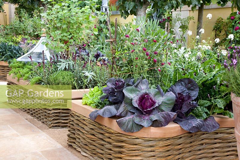 Vegetable garden in raised beds with pointed cabbage, Kalibos 