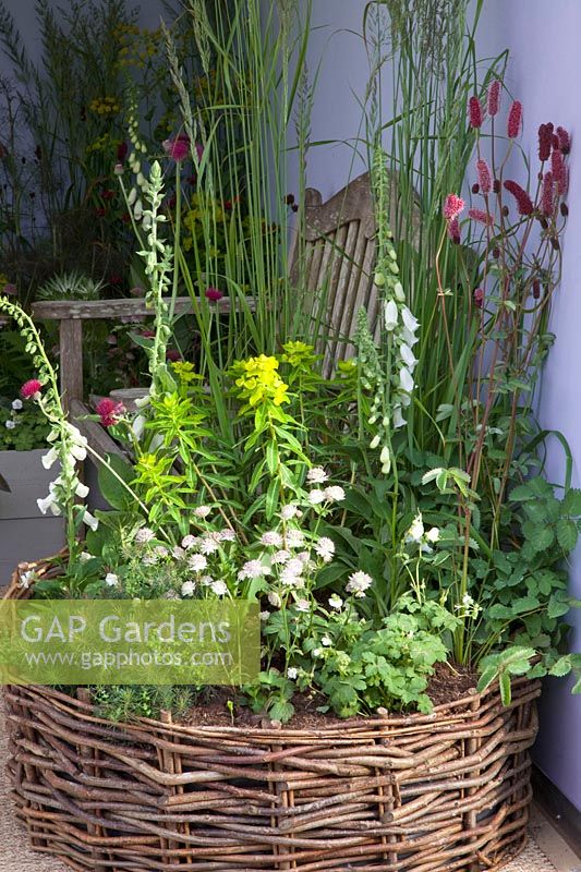 Perennials in pots 