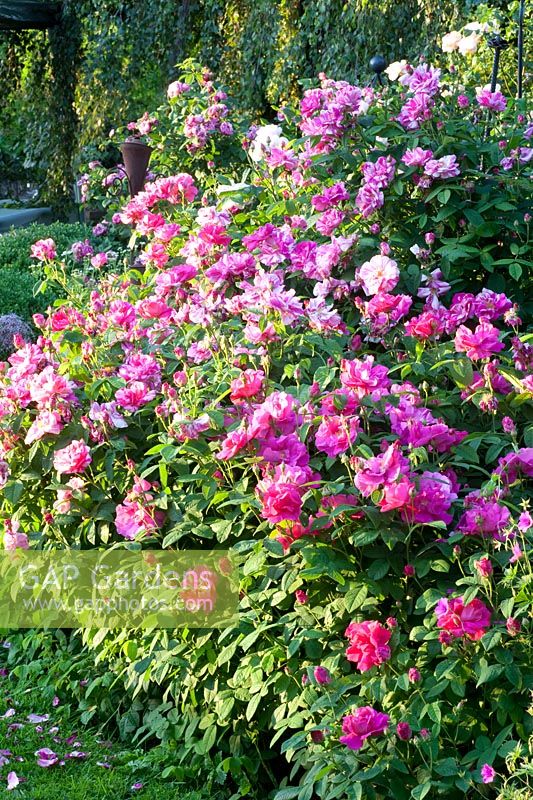 Portrait Rose, Rosa gallica Versicolor 