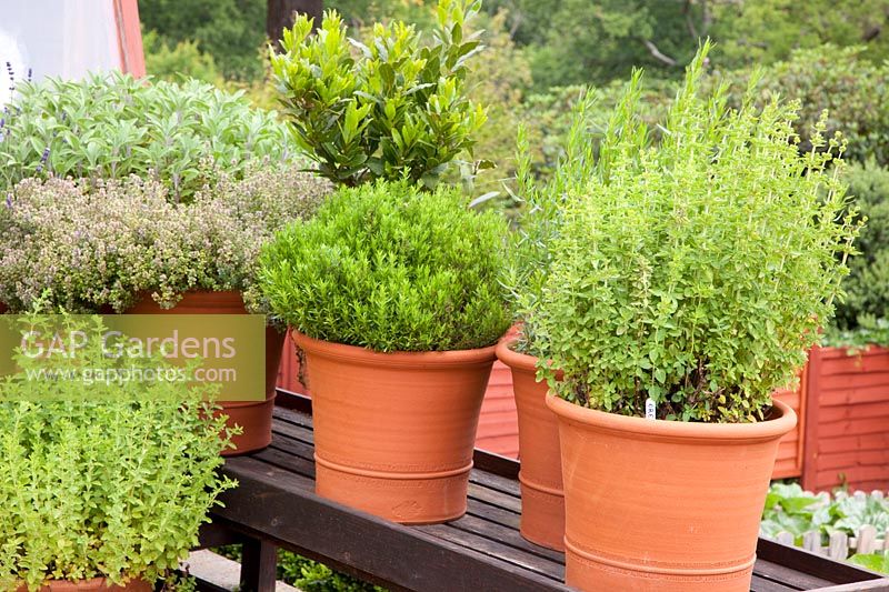 Herbs in pots 