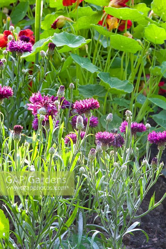 Nasturtium and Cornflower, Tropaeolum Mahogany, Centaurea cyanus Purple Midget 