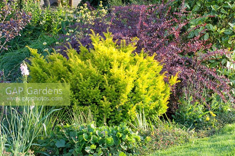 Yellow-leaved yew and barkthorn, Taxus baccata Washingtonii, Berberis thunbergii 