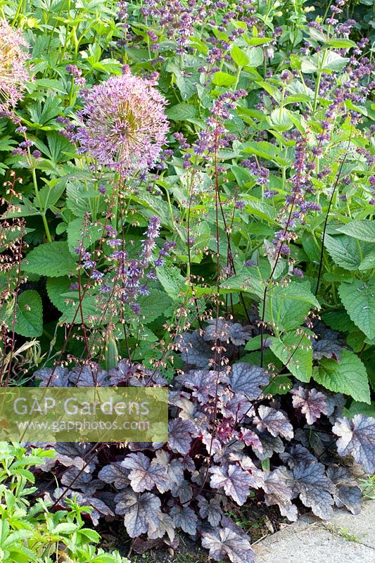 Combination of heuchera and sage, Salvia verticillata Hannay's Blue, Heuchera 