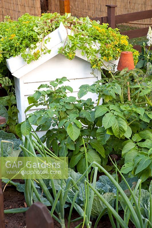 Vegetable garden and composter with green roof 