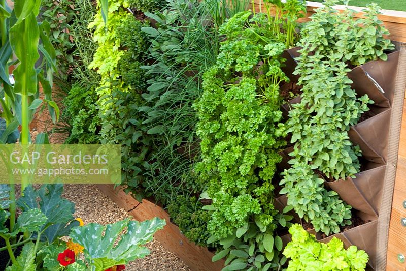 Herbs in plant bags 