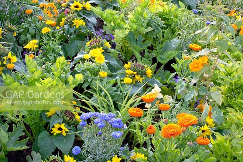 Annuals, vegetables and herbs 