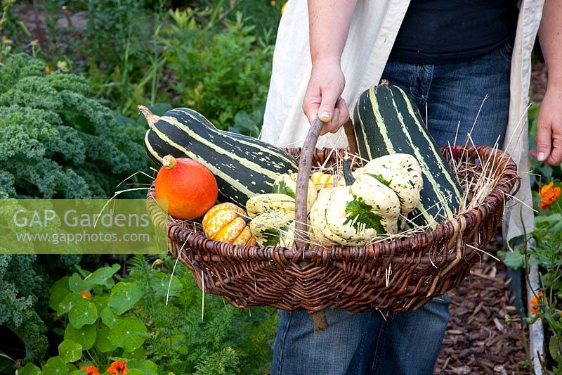 Woman holding basket with zucchini and pumpkins, Cucurbita pepo 