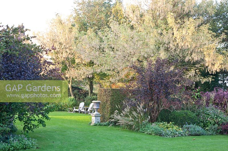 Garden view with ash-leaved maple, Acer negundo Flamingo 