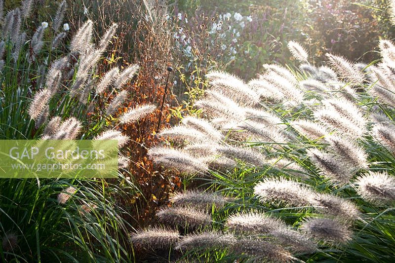 Portrait of fountain grass, Pennisetum alopecuroides Moudry, Pennisetum alopecuroides Cassian 