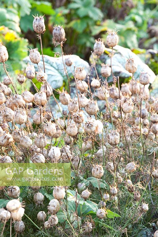 Seed capsules of maidenhair tree, Nigella damascena 