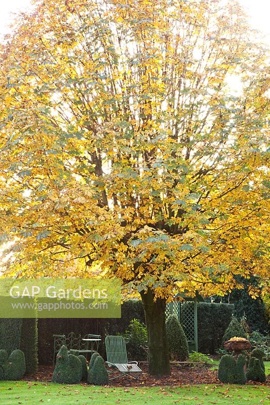 Seating under chestnut tree in autumn, Aesculus hippocastanum 