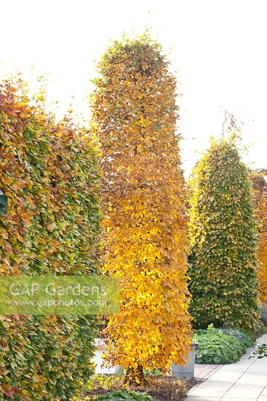 Autumn leaves on hornbeam, Carpinus betulus Fastigiata 