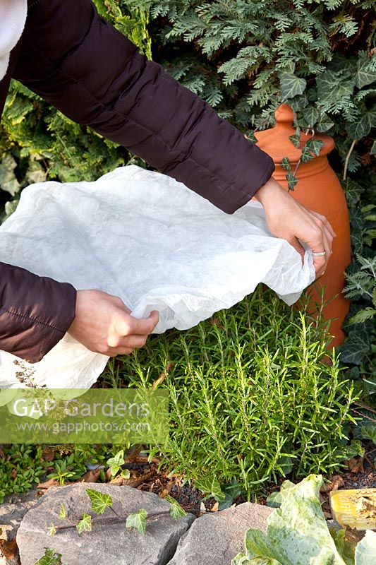 Protect Mediterranean herbs from frost with fleece, Rosmarinus officinalis 