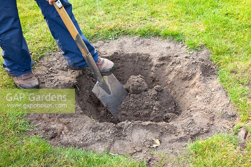 Step by Step, Planting a fruit tree, digging a planting hole, Cydonia oblonga Vranja 