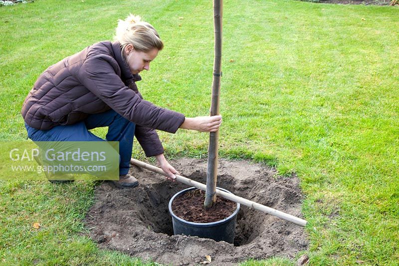 Step by Step, Planting a fruit tree, Determine planting height with a wooden stick placed over the planting hole, Cydonia oblonga Vranja 