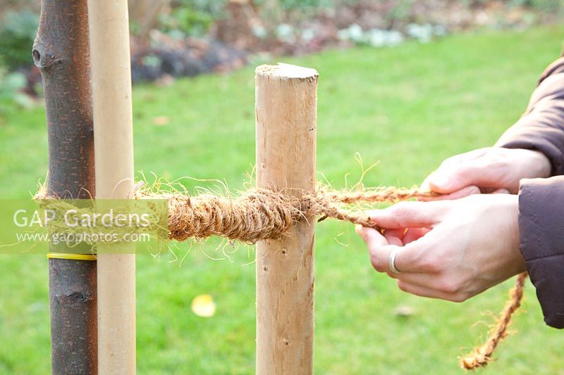 Step by step, plant a fruit tree, tie the tree to the tree post with coconut rope 