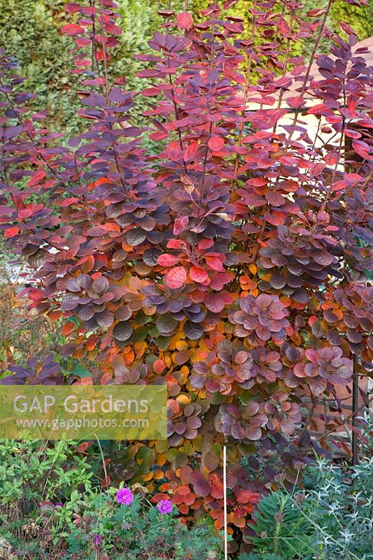 Autumn colouring of smoke tree, Cotinus coggygria Royal Purple 