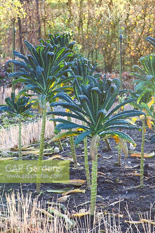 Palm cabbage in winter, Brassica oleracea Nero di Toscana 