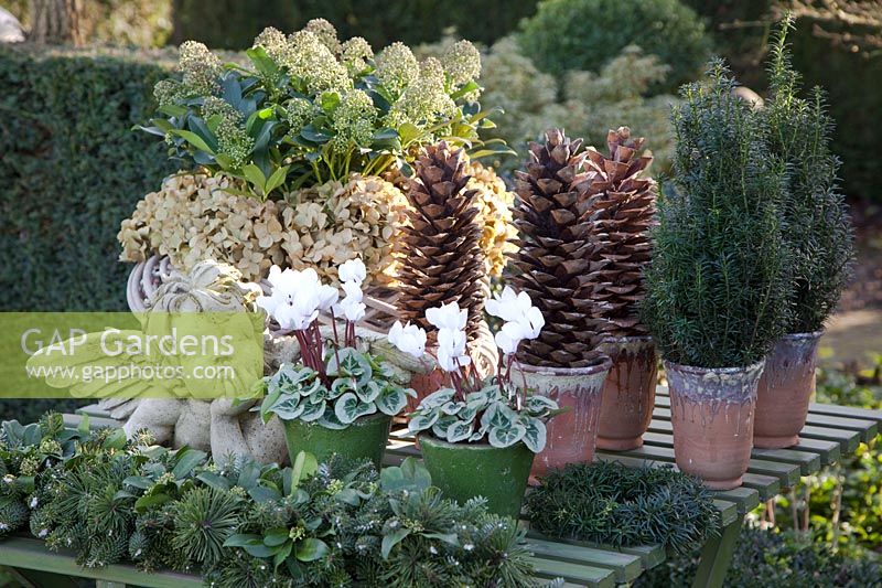 Winter outdoor decoration with angel, Taxus baccata Fastigiata, Skimmia Fragrant Cloud, Cyclamen persicum Silverado Mix 