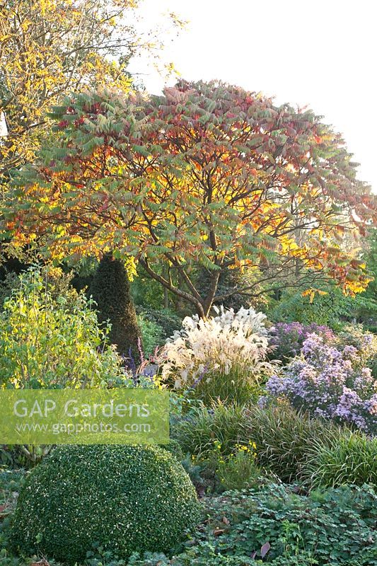 Autumn garden with sumac, Rhus typhina 