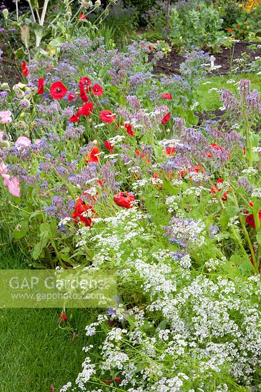 Garden with herbs and annual flowers 