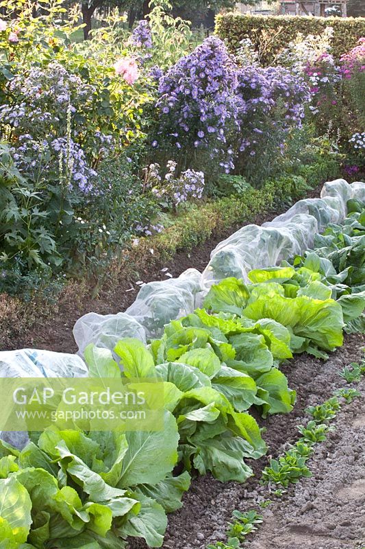 Winter cauliflower under fleece as well as endive and lamb's lettuce, Brassica oleracea, Cichorium, Vallerianella locusta Vit 