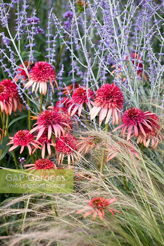 Bed with purple coneflower, blue rue and feather grass, Echinacea purpurea Razzmatazz, Perovskia atriplicifolia, Stipa tenuissima 