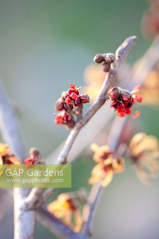 Portrait bud of witch hazel, Hamamelis 