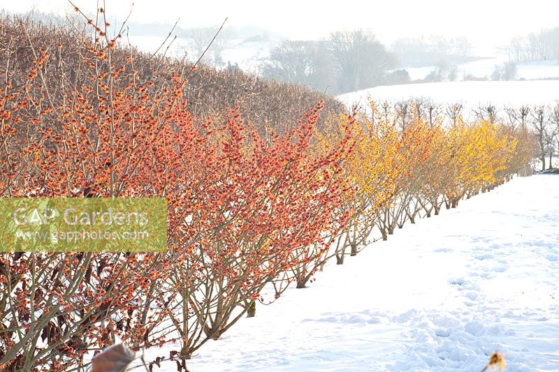 Witch Hazel in the Witch Hazel Nursery, Hamamelis 