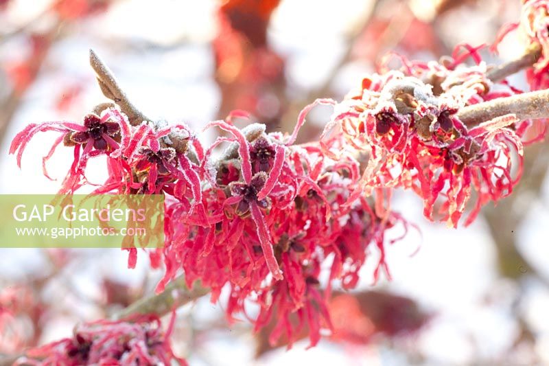 Portrait of Witch Hazel, Hamamelis intermedia Livia 