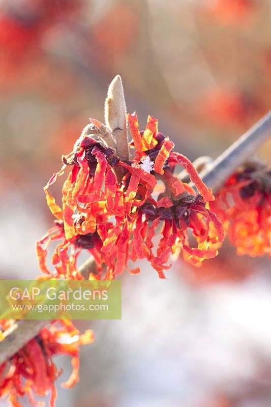 Portrait of Witch Hazel, Hamamelis intermedia Diane 